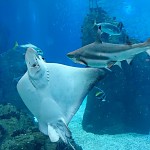 Batfish vs. shark.